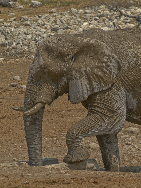 Okaukuejo, African Elephant